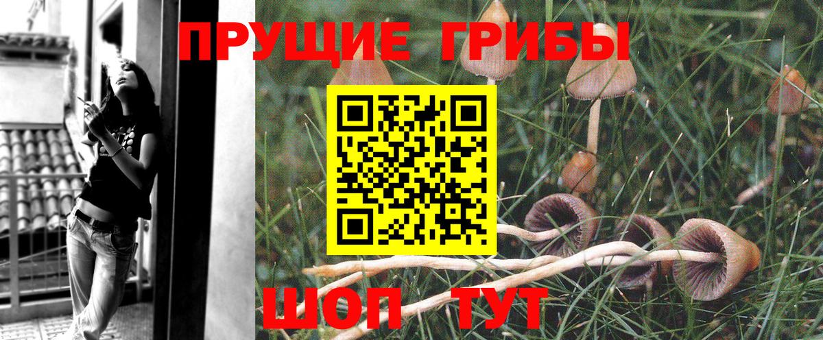 Псилоцибиновые грибы Psilocybine cubensis Кропоткин